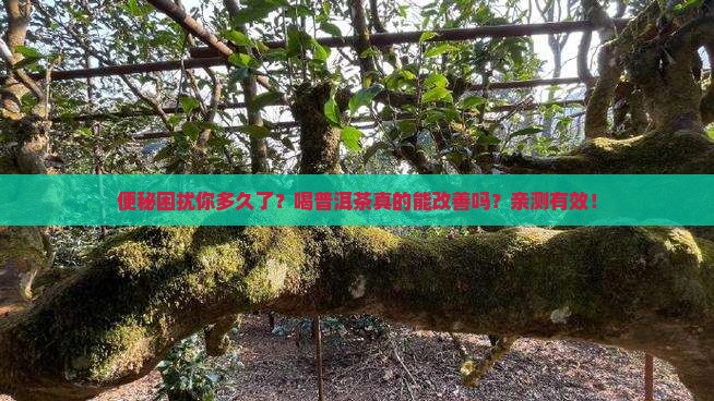 普洱茶可以调节肠道吗为什么