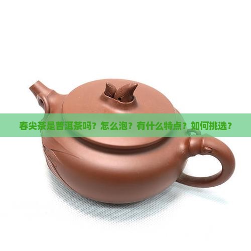春尖茶是普洱茶吗怎么泡