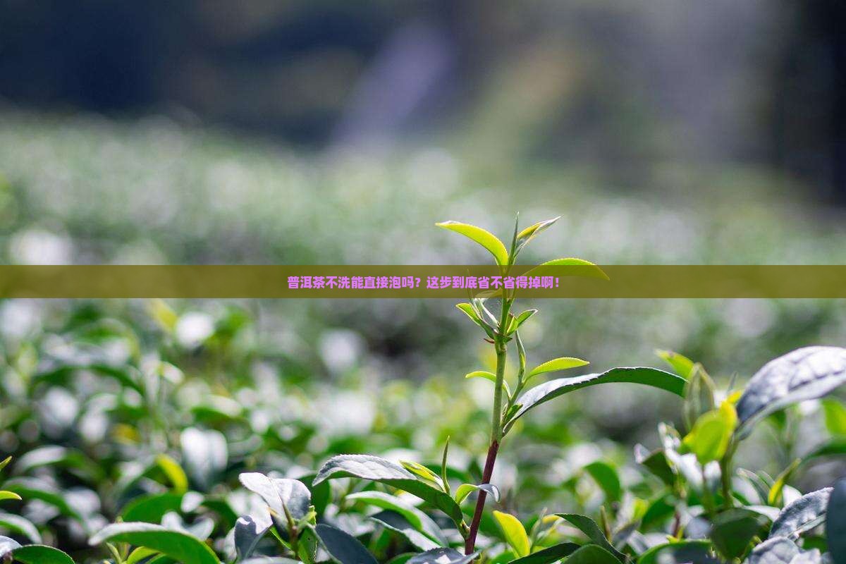 普洱茶也要洗茶吗