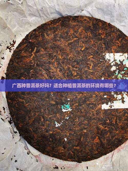 广西种普洱茶好吗现在