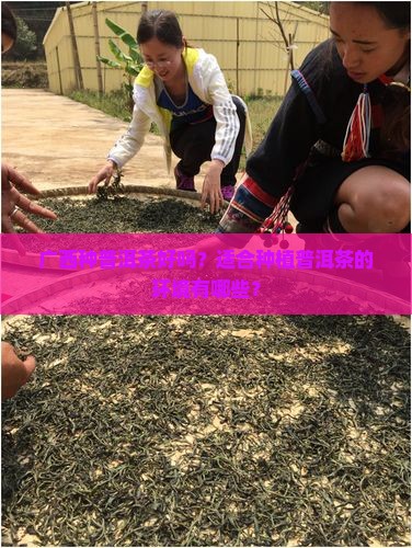 广西种普洱茶好吗现在