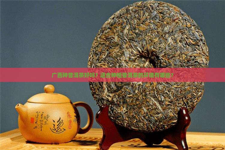 广西种普洱茶好吗现在