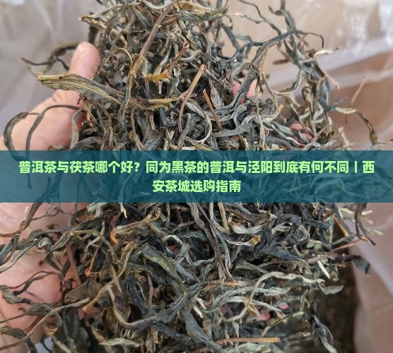 茯茶与普洱茶哪个好