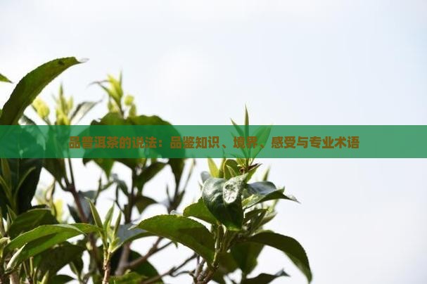 品普洱茶的说法