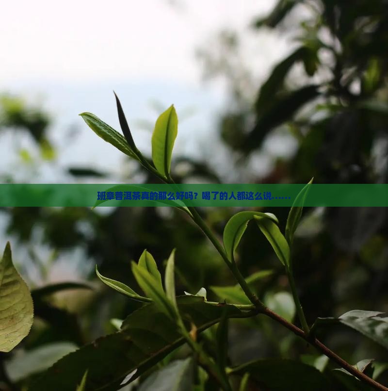 班章普洱茶哪好