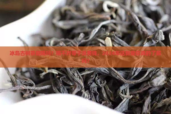 冰岛古树茶能喝吗