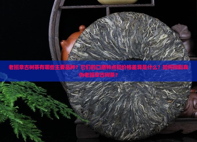 老班章古树茶叶品种