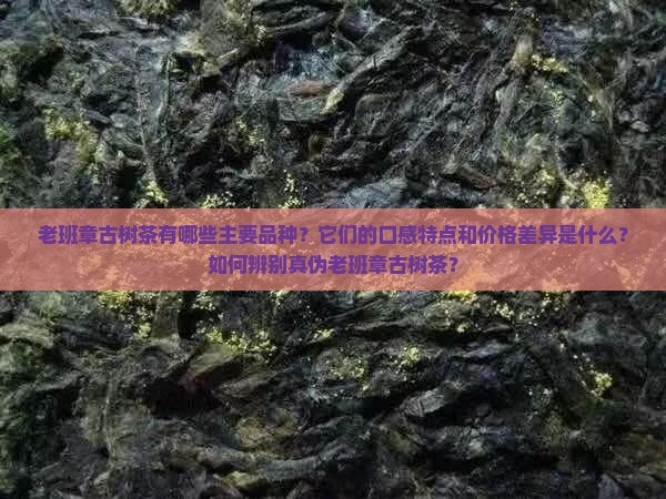 老班章古树茶叶品种