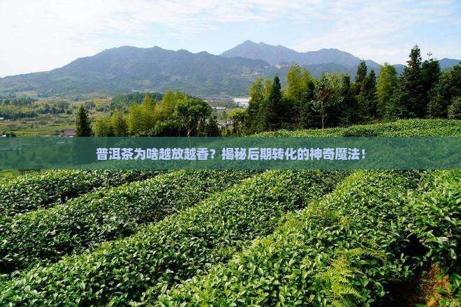 普洱茶的后期转化的原理