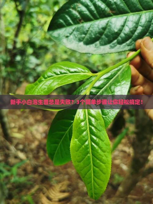 现在的普洱茶生茶怎么泡