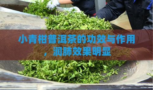 小青柑普洱茶润肺么