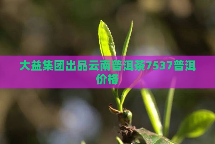 7537普洱茶