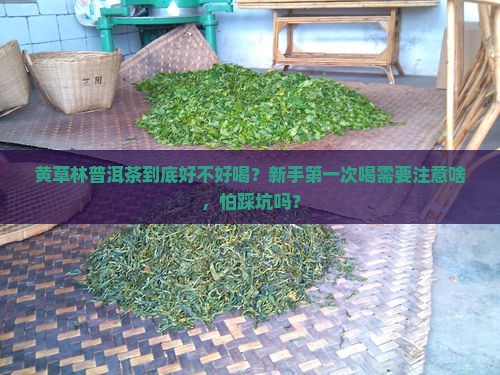 黄草林普洱茶好吗