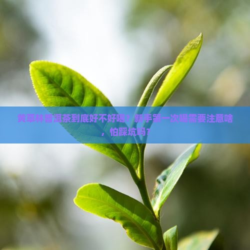 黄草林普洱茶好吗