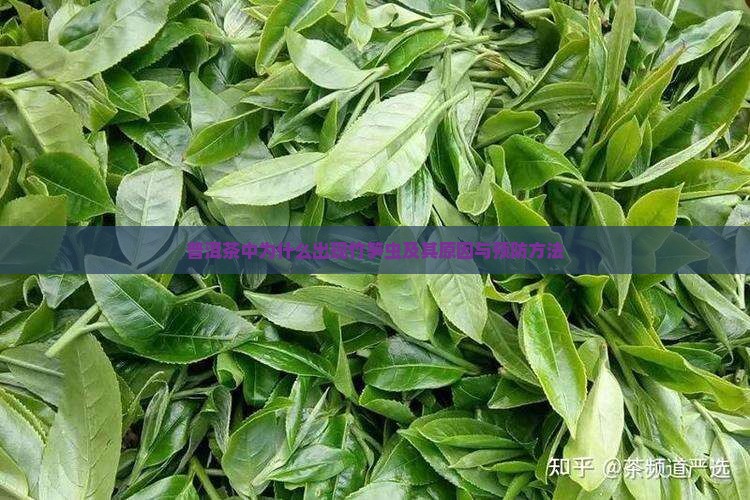 普洱茶中为什么出现竹笋虫