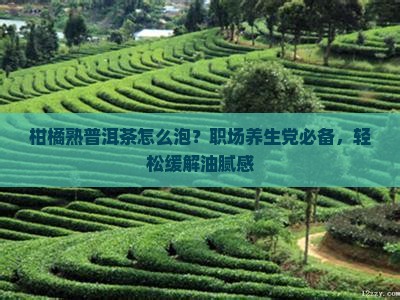 柑橘熟普洱茶怎么泡