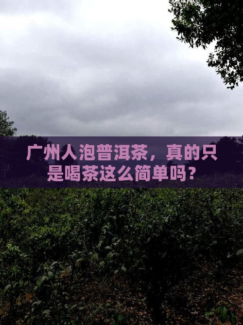 广州人泡普洱茶