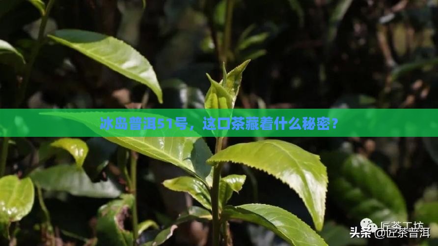普洱茶冰岛组51号