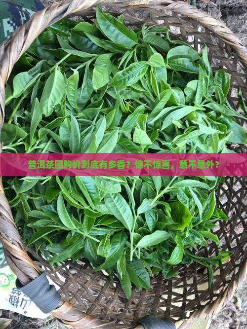 中国普洱茶团购价格