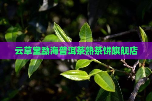 云草堂勐海普洱茶熟茶饼
