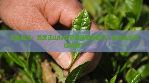 易武正山特级普洱茶