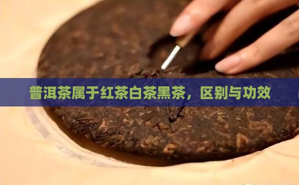 普洱茶属于红茶白茶黑茶