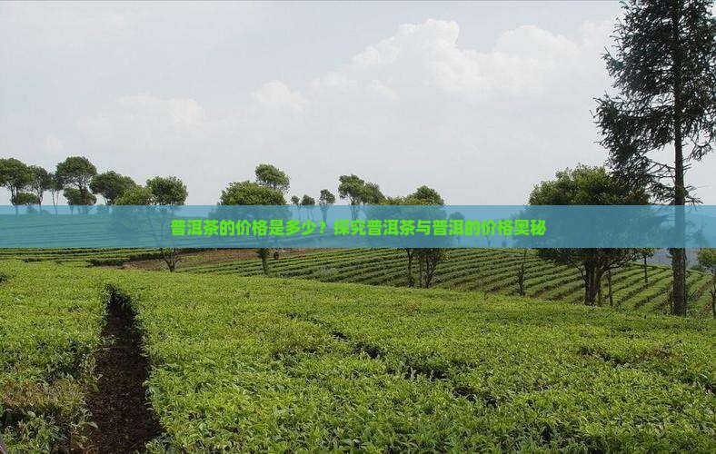 普洱茶tea12