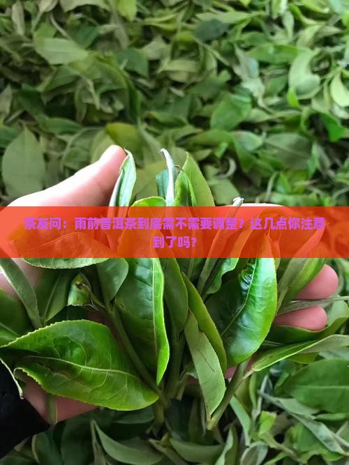 普洱茶雨前茶需要调整吗