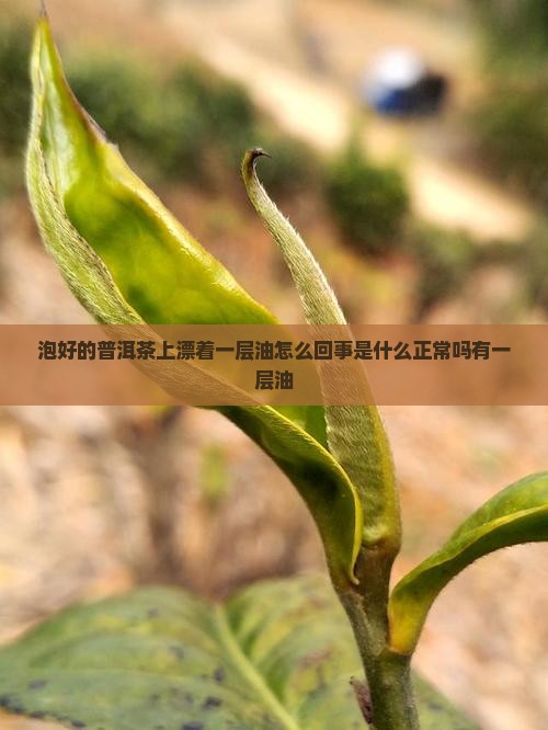 泡好的普洱茶上漂着一层油