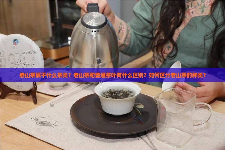 老山茶属于什么茶类