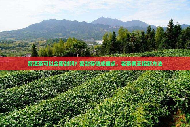 普洱茶可以全密封吗
