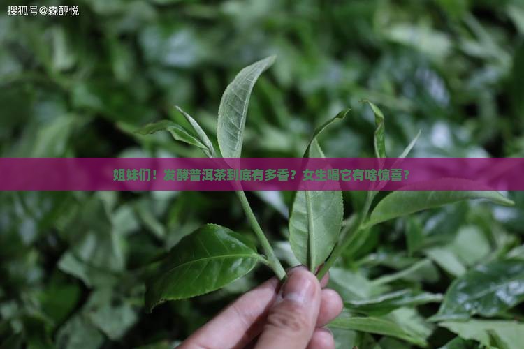 喝发酵普洱茶好处多吗女性