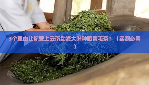 云南勐海大叶种晒青毛茶的普洱