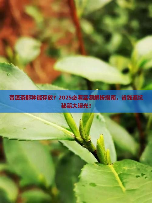 普洱茶那种能存放