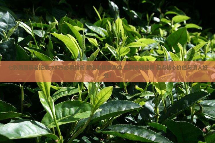 七彩凤凰茶老班章
