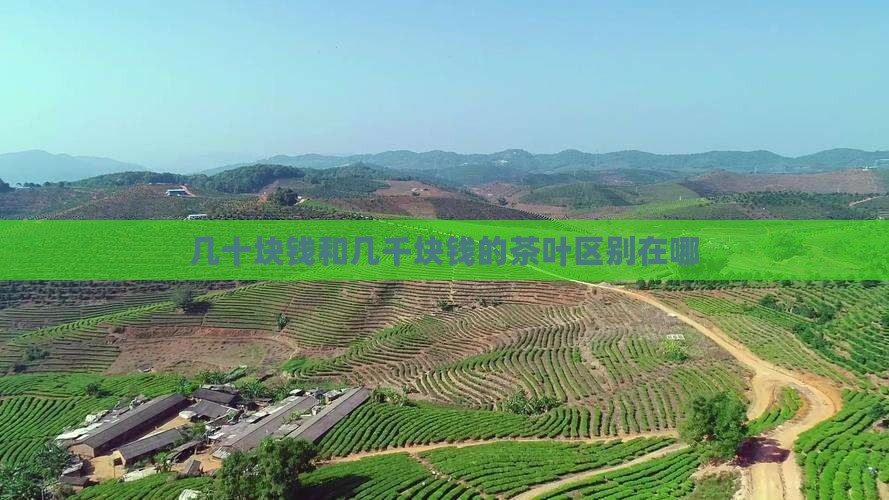 几十块钱和几千块钱的茶叶