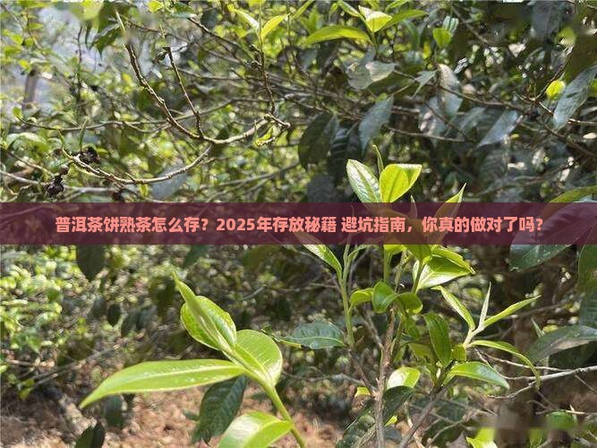 普洱茶饼熟茶怎么存放