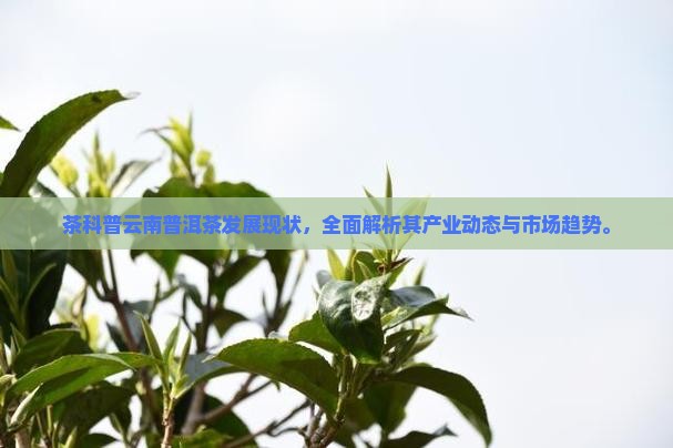 茶科普云南普洱茶发展现状