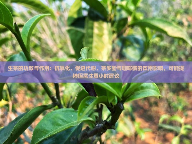 生茶的功效作用