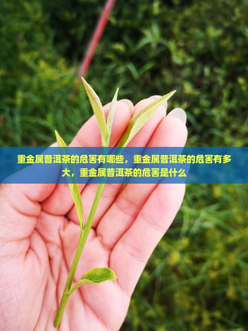 重金属普洱茶的危害