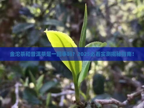 金沱茶是普洱茶吗