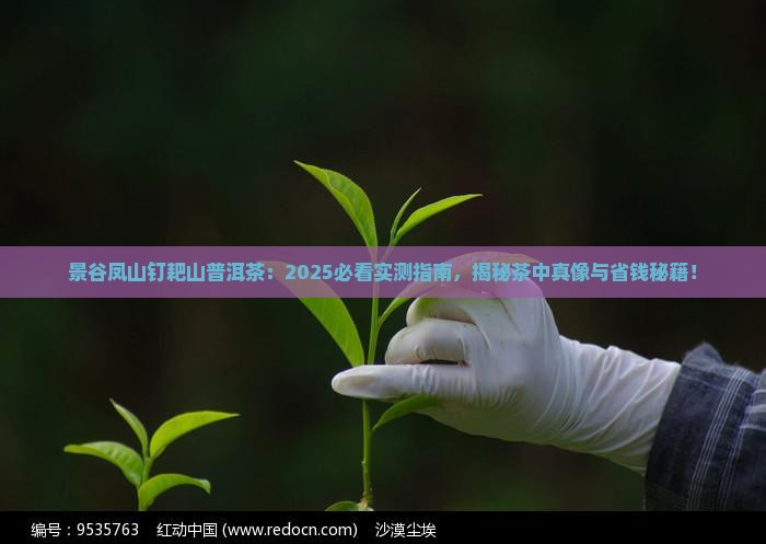 景谷凤山钉耙山普洱茶