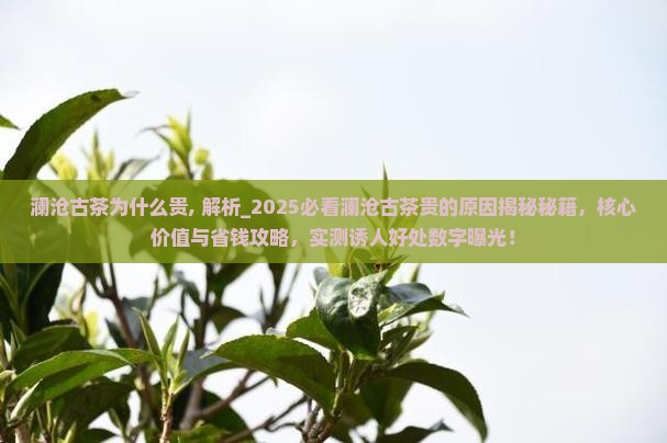澜沧古茶为什么贵