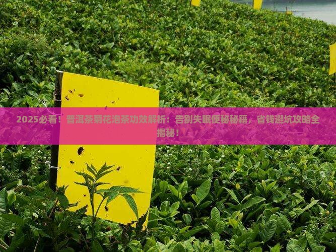 普洱茶菊花泡茶功效