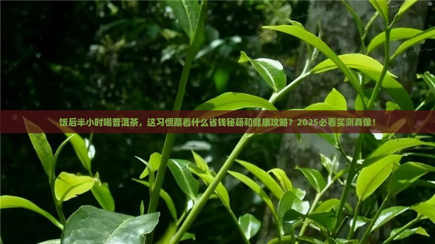 饭后半个小时喝普洱茶