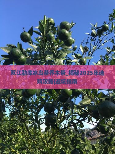 双江勐库冰岛茶乔木茶