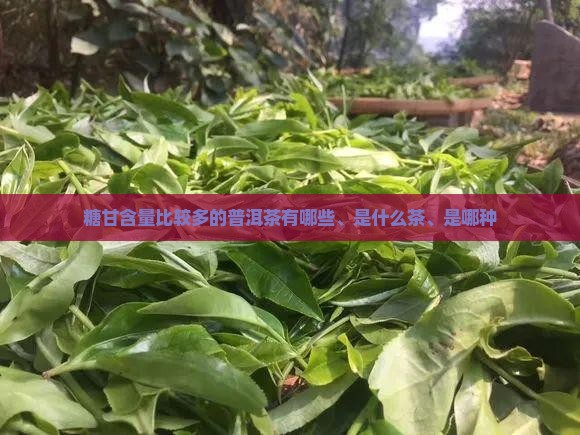 糖甘含量比较多的普洱茶