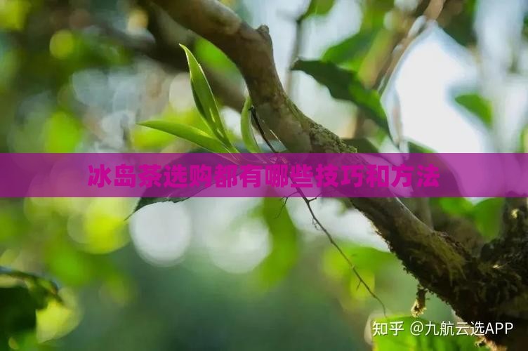 冰岛茶选购都有哪些技巧