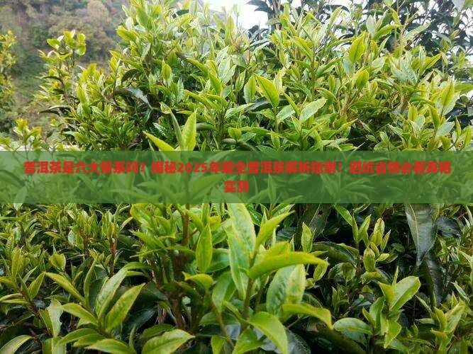 普洱茶是不是6大茶系