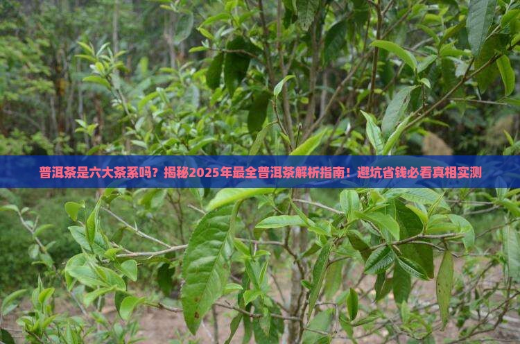 普洱茶是不是6大茶系